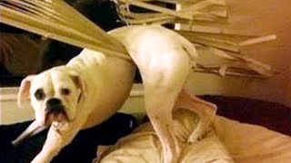 DOG MEMES & FUNNY DOG VIDEOS COMPILATION (2021)