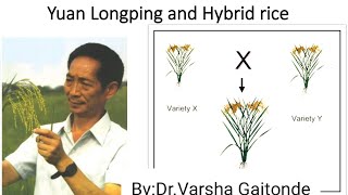 Yuan Longping and Hybrid rice