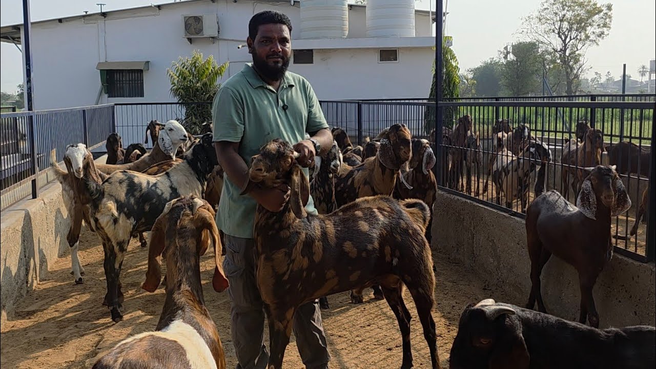 Bakre Palte Hai Bina Hari Patti Ke Bhi | Seema Goat Farm Ajmera Lot | Best Diet Best Goats Gujarat. 