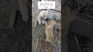 it&#39;s my spot, puppies play! Cute puppy video #shorts #puppy #animal #dog