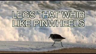 Sanderlings in Early August: NARRATED