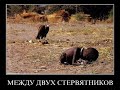 Код войны. Обращение к  Апти Баталову!