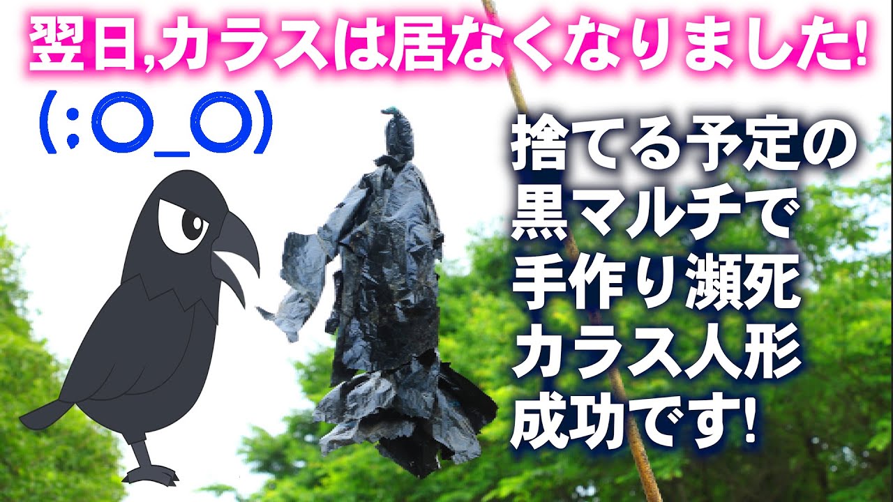 これ凄い! 畑のカラス対策に🐦瀕死のカラスを作ると怖がって居なくなりました!(^^)!