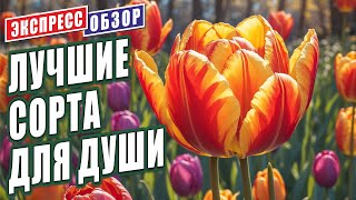 видео: ТЮЛЬПАНЫ. ЛУЧШИЕ СОРТА ДЛЯ ДУШИ В ВЕСЕННЕМ САДУ. картинка: ТЮЛЬПАНЫ. ЛУЧШИЕ СОРТА ДЛЯ ДУШИ В ВЕСЕННЕМ САДУ.