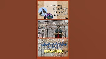 Java care, java breeding,  Fawn Java , Java Sparrow , Java Finch , White Java