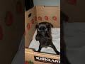 The happiest pibble dance you will see today! 🕺🐾