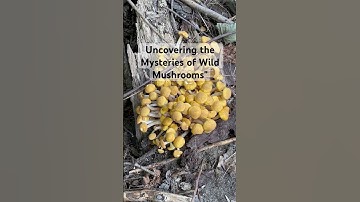 Hidden in the Woods: Uncovering the Mysteries of Wild Mushrooms #mushroom #forest #mushrooms #fungus