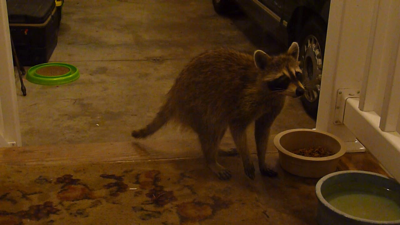 Sneaky Racoon Eating My Cat's Food YouTube