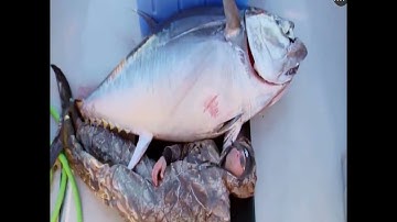 Cá Ngừ Độc Ác : Wicked Tuna Tập 8 | Chương Trình Giải Trí