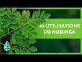 10 bienfaits du moringa que vous ne connaissiez pas 