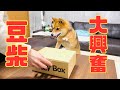 「アレ」が届いて大興奮の豆柴【犬のいる暮らし】