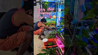 குட்டி மீன் Growing Tip's #மீன்வளர்ப்பு #aquariumlife #fish #குட்டிமீன் #மீன்