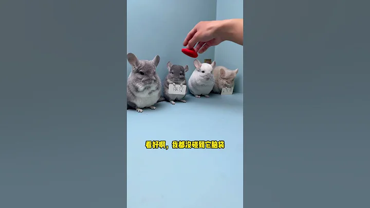 Watch the video about The little cap seems to have triggered some kind of switch on the little dragon cat 😂#cuteness pet