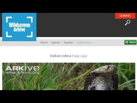 camera iphone 8 plus apk Indian Cobra Facts