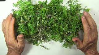 EatTheweeds: Episode 160: Swine Cress