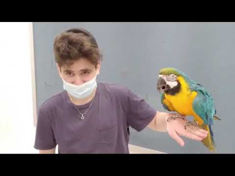 Parrot Rebbe Comes to Shalom Torah Academy!