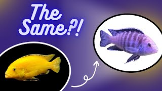 The BLUE 'Yellow Lab' - An Uncommon African Cichlid by Riffwaters 2,042 views 6 months ago 9 minutes, 37 seconds