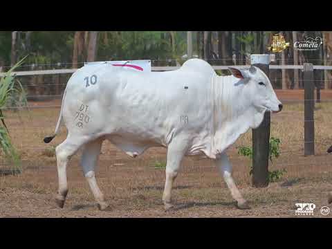 Nelore Cometa | 17º Leilão | Novilhas | Lote 10