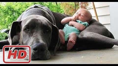 犬と赤ちゃん 赤ちゃんと犬絶妙な関係 大型犬は赤ちゃん 子供のことが大好き Mp3 犬と赤ちゃん 赤ちゃんと犬絶妙な関係 大型犬は赤ちゃん 子供のことが大好き Mp3