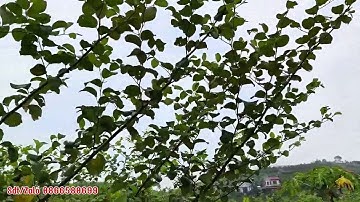 Cùng Việt Anh Thăm Vườn Táo Siêu Đẹp Tại Lục Ngạn Bắc Giang #caytao #tao #vietanhnongnghiep 