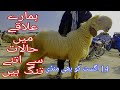 New update of Dera Ghazi Khan Bakra Mandi 2024