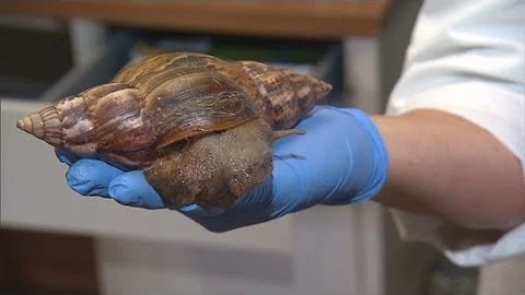 Why giant snails are a problem for Florida - DayDayNews