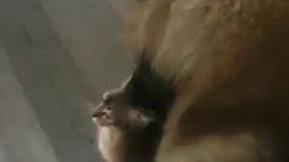 дружба кошки Каракета ф1 и собаки Леонбергер.Санкт-Петербург дружба кошки Каракета ф1 и собаки Леонбергер.Санкт-Петербург