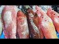 تغطيه جديدة من حلقة السمك وأنواع وأسعار الأسماك اليوم في جدة السعوديةالجزء١