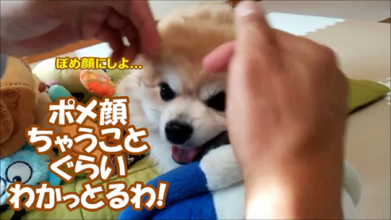 すぐキレるポメラニアン137 扇風機でニオイ送りだがる大人っておる Youtube