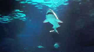 BARCELONA, AQUARIUM (Барселона, Аквариум)