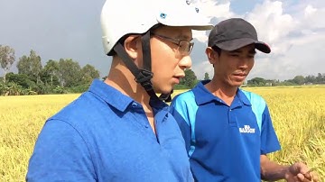 Phân bón hiệu Con Lười - giải pháp cứng cây dày lá, giảm sâu bệnh hại, giảm đổ ngã cho cây Lúa