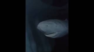 392 Year Old Greenland Shark In The Arctic Ocean, Wandering The Ocean Since 1627