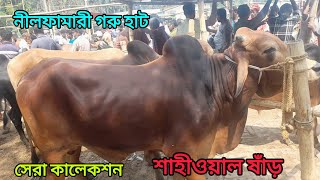 নলফমর গর হট সর মনর শহওযল ষড আজকর বজর Sahiwal Cow Nilphamari
