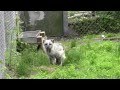 Arctic Fox "Calling" at a Zoo