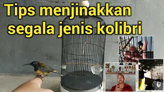 Tips Menjinakkan segala jenis kolibri