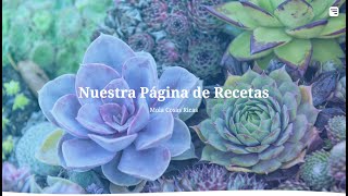 My CS50x Final Project - Web Page: "Mola"