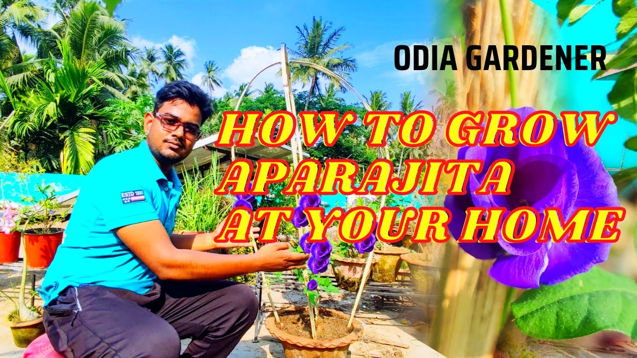 How to Grow Aparajita Plant || ଅପରାଜିତା ଗଛ କୁ ଘରେ କିପରି ଲଗେଇବେ || @Odia_Gardener