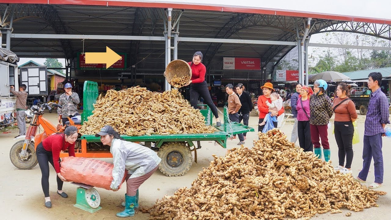 夢婷騎三輪車收購鮮貨，運輸到集市！她的生姜、卷心菜和南瓜超好吃！ #农村生活 #乡村建造 #农家美食 #农场日常 #乡村致富