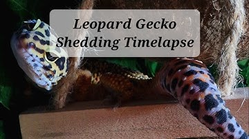 Leopard Gecko Shedding It