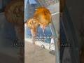 #jellyfish #cafe #bar #seafood #sea #animal #seaanimal #food #foodie #foodreview #mukbang #shorts