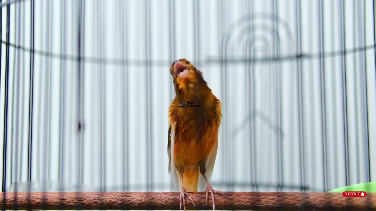 Kenari Gacor Panjang! Cengkok Mewah Bikin Merinding 🔥 Suara Kenari Full Isian Mantap!