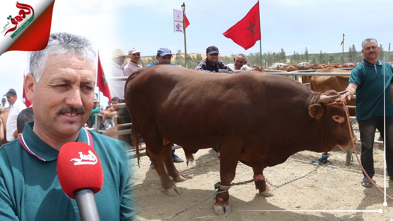 ثور ضخم يفوز بمسابقة أبقار 
