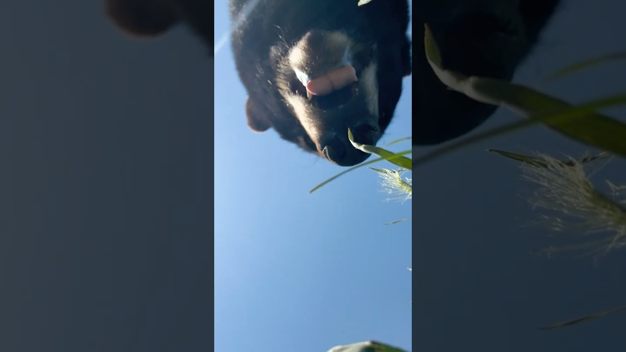 WE FOUND A BEAR!!   dont worry, everyone is safe, and vloggy got the shot
