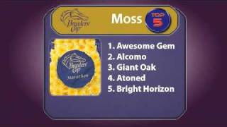 2010 Breeders' Cup Marathon Preview