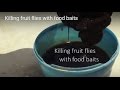 Killing fruit flies with food baits