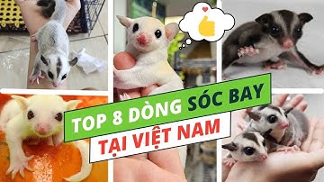 Top 8 Dòng Sóc Bay Úc Phổ Biến tại Việt Nam