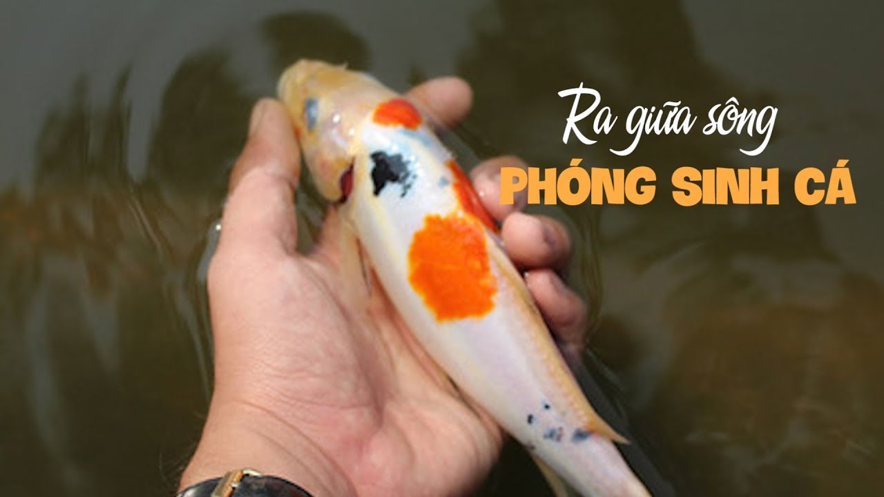 Dân Sài Gòn ra sông thả cá phóng sanh, thả luôn muộn phiền ngày 23 tháng Chạp