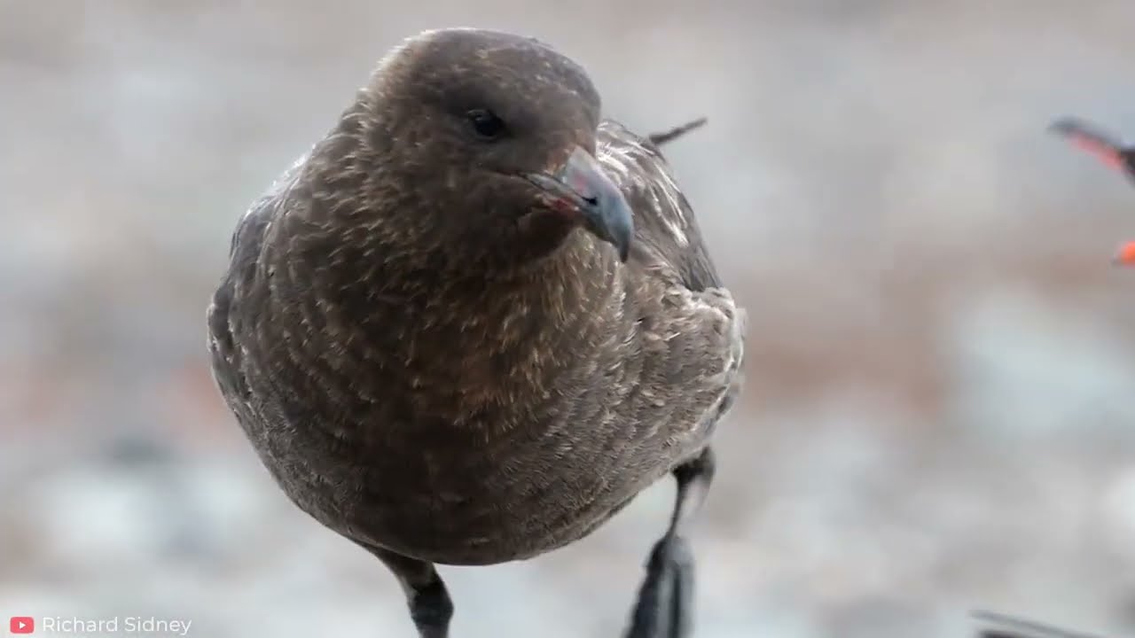 15 Brutal moments of birds against their prey