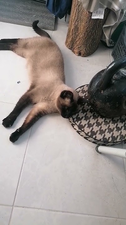 Авторитет #кот #милыймойкот #кошки_приколы_hd - YouTube