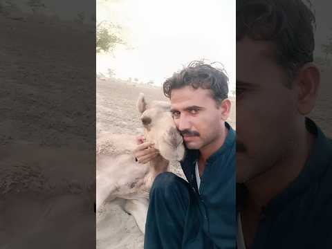 صاحب الجمل يمارس الجنس مع جملهA Camel Owner Making Love With His Camel